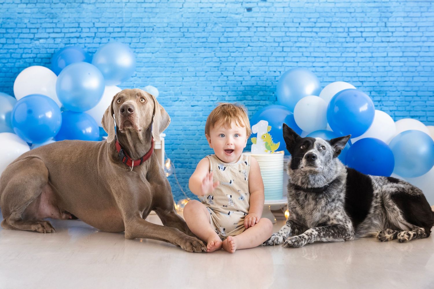Baby sitting between two large dogs with blue and white balloon arch backdrop.