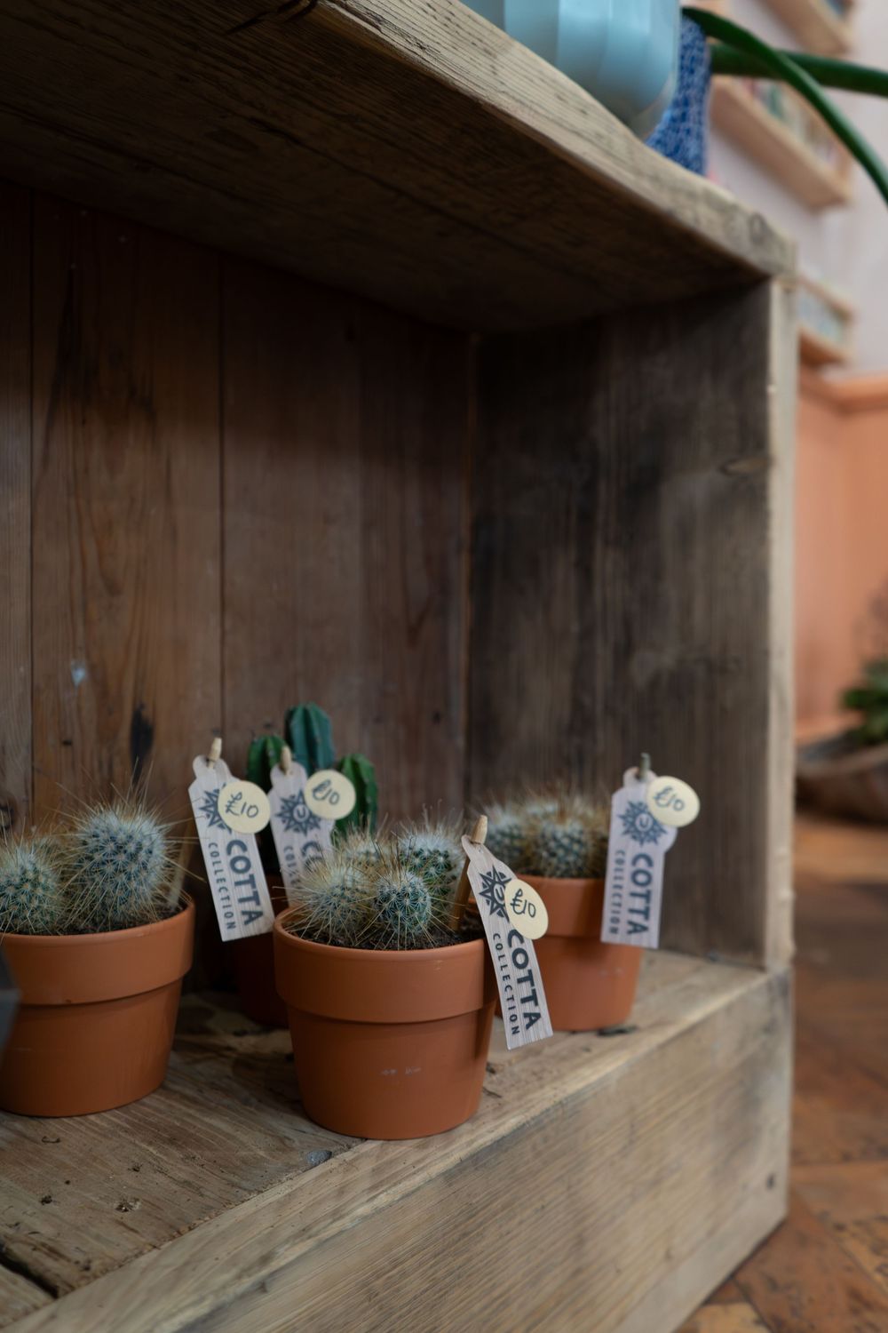 Plants | Roots of TW | BLOOM Fabulous Photography | Small Business Stories
