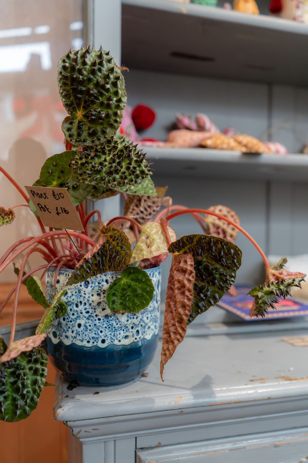 Gorgeous and unique plants and pots available to buy at Roots in Tunbridge Wells