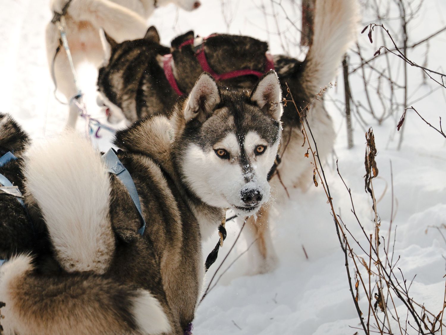 Row of alert husky sled dogs with focused expressions in snowy winter landscape.