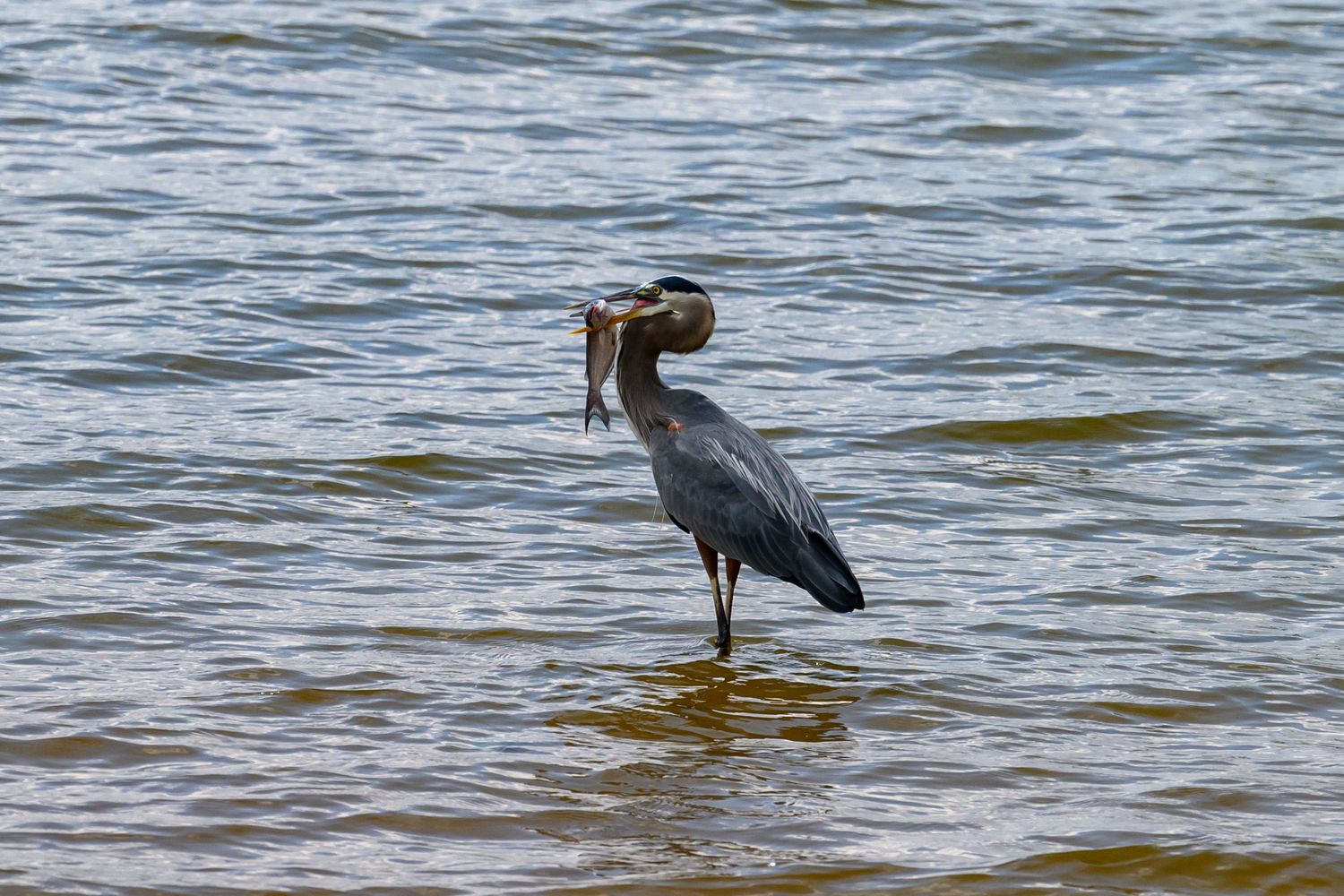 A great blue heron standing in shallow water with a freshly caught fish in its beak.
