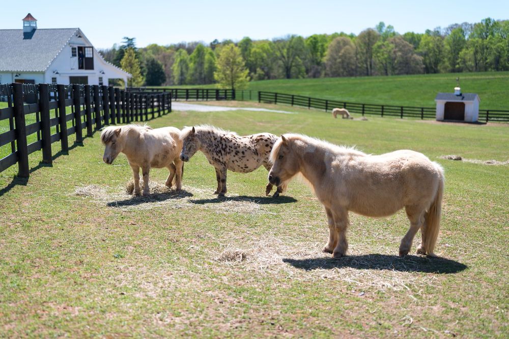 Several horses graze and rest in a sunny pasture enclosed by black fencing on a rural farm property.