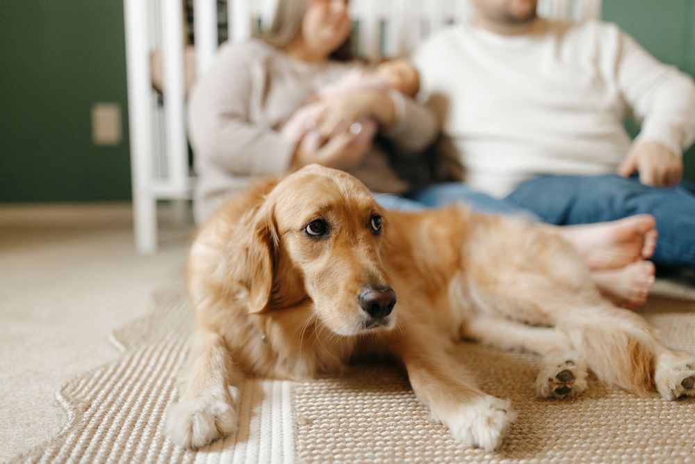 Golden retriever dog lying relaxed on a striped rug in a sunlit room.