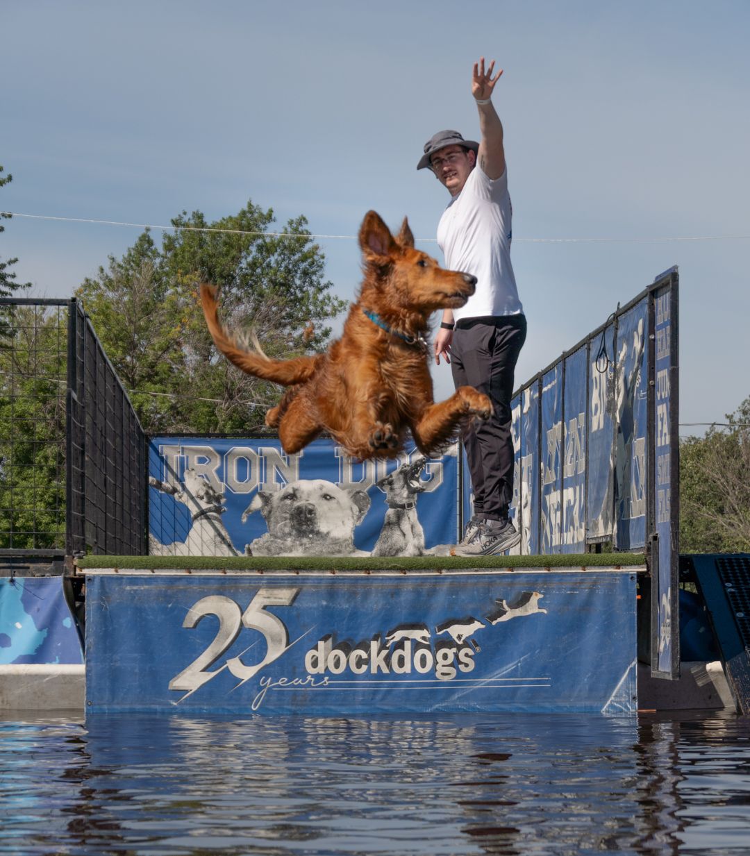 A brown dog leaps gracefully into a pool during a dock diving competition, with a blue banner visible in the background.