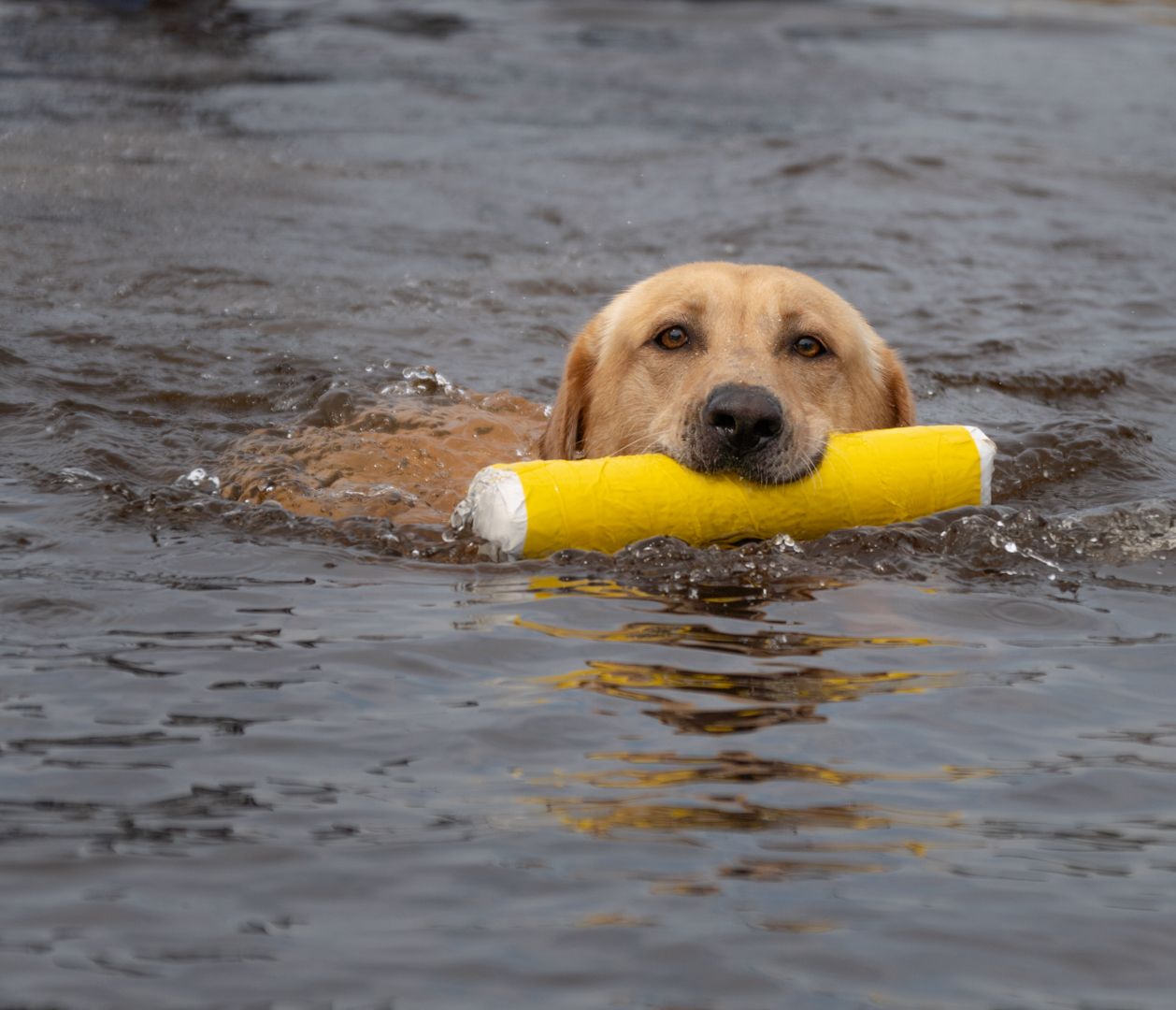 Yellow Labrador retriever swimming with a yellow training bumper in its mouth.