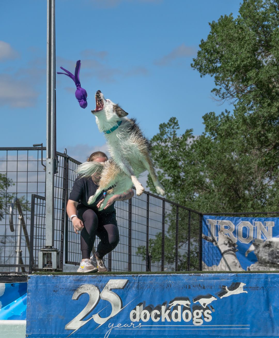A dog performs a sequence of aerial jumps and flips over a blue ramp at an outdoor agility course.