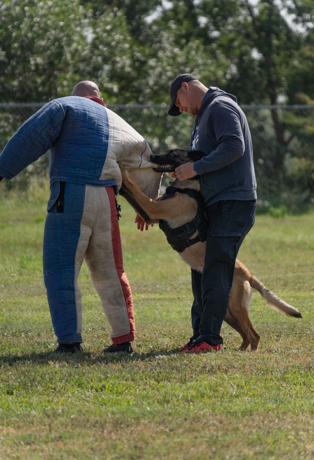 Two people in protective gear training a German Shepherd dog during an outdoor training session.