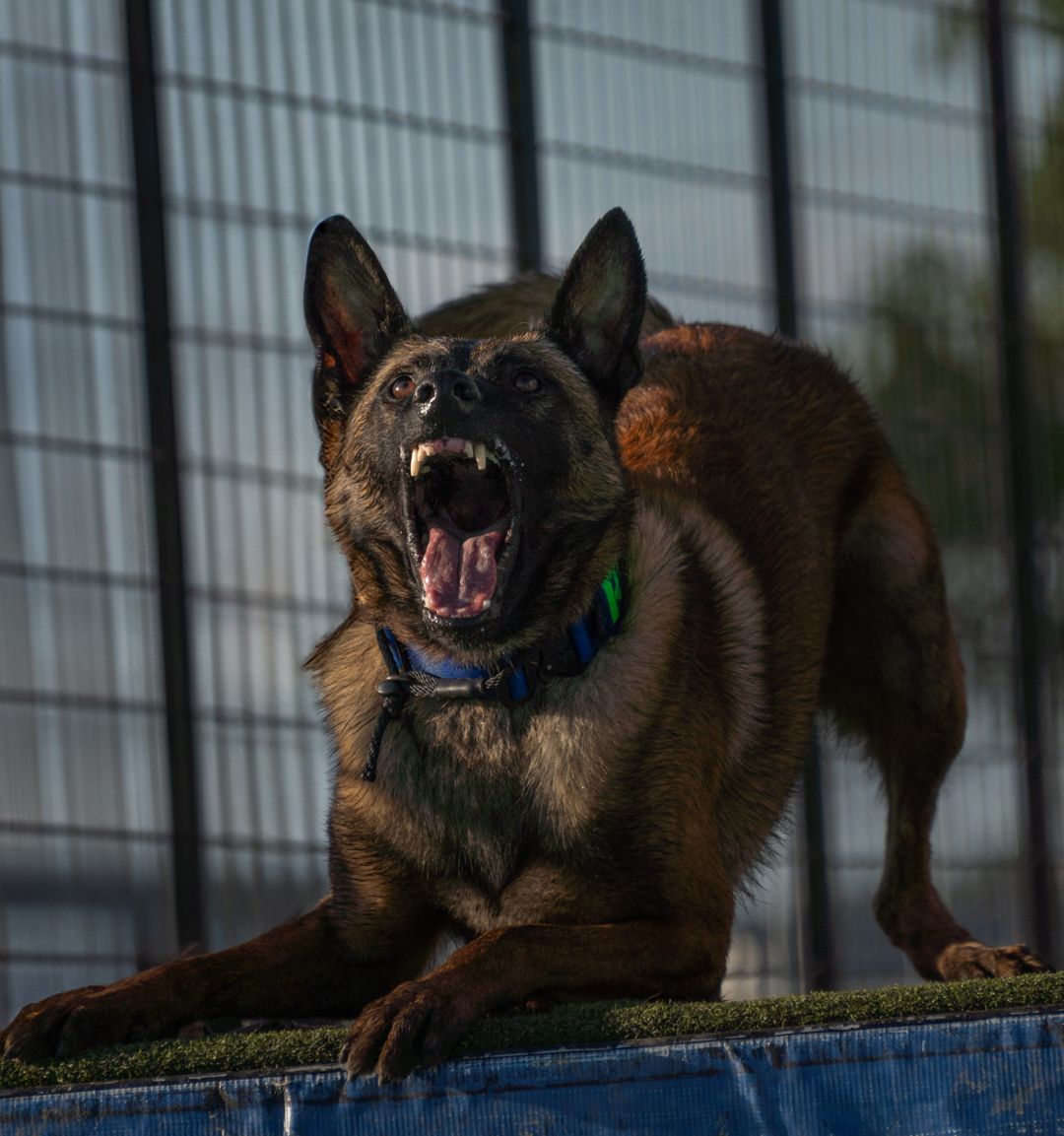 A dark-colored Belgian Malinois dog showing teeth while standing on a blue platform against a fenced background.