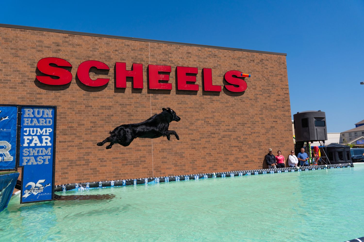 A black dog leaps into a turquoise pool during a dock diving competition at Scheels sporting goods store.