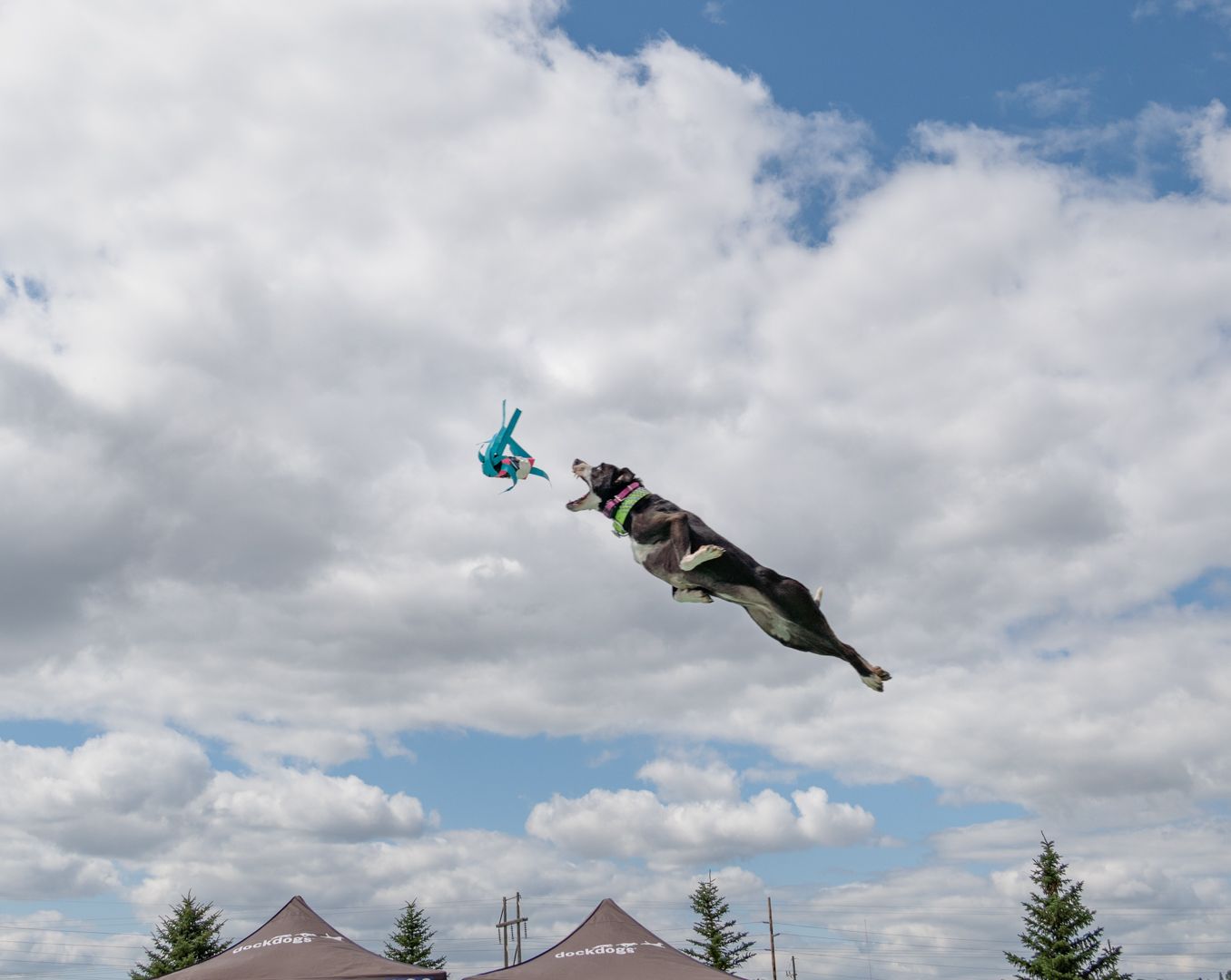 A dog catches a frisbee disc mid-air against a cloudy blue sky while performing an athletic jump.