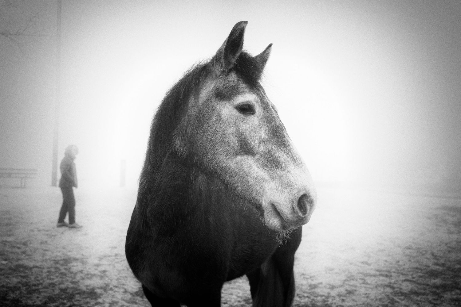 Pet photography: black and white horse photo.  Photo by Dayle Prowse.