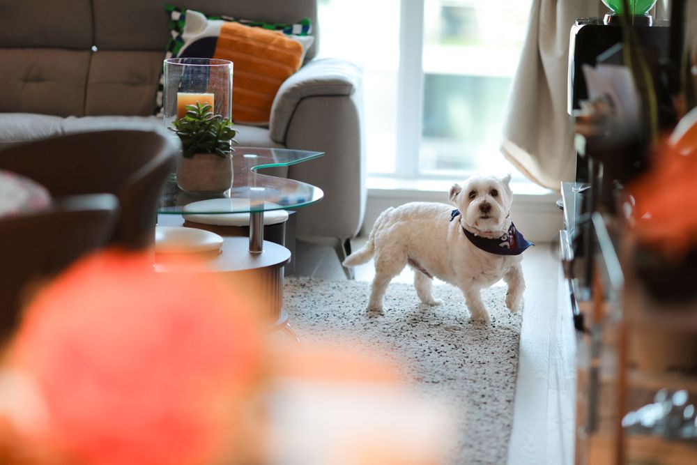 A small white dog stands in a cozy living room with furniture visible in the background.