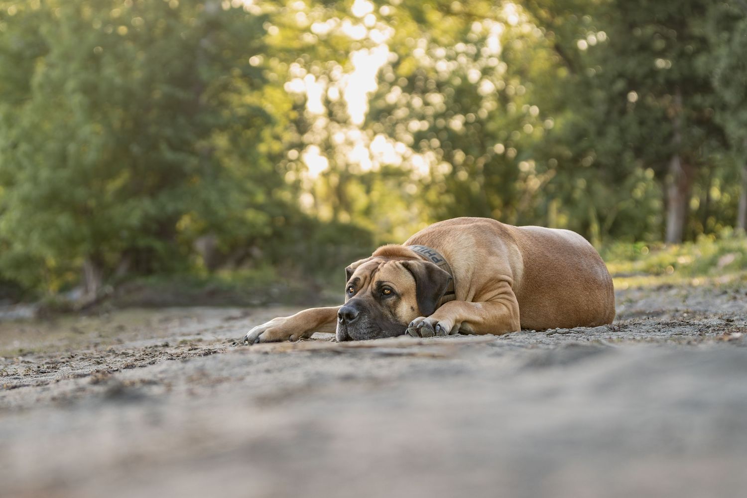 A brown Mastiff dog lies relaxed on a dirt path in a sunlit forest setting during golden hour.