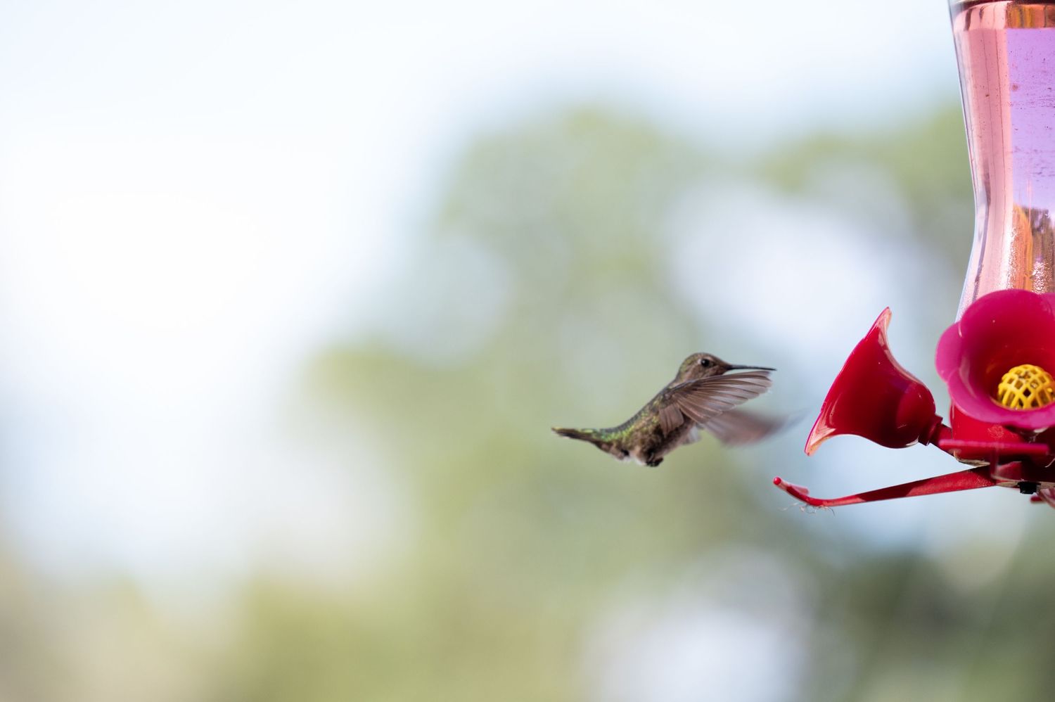 A hummingbird hovering near a red feeder against a soft white background.