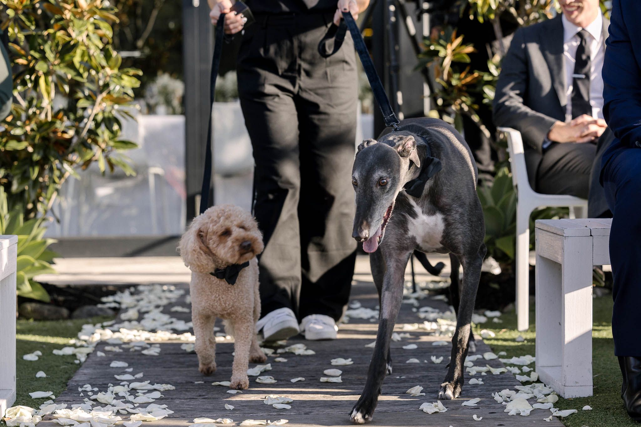 dogs carrying wedding rings at a sydney wedding ceremony