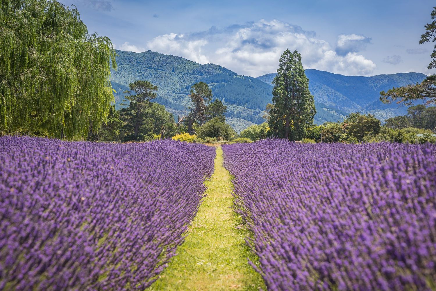 Vibrant purple lavender fields stretch toward distant mountains under a bright blue summer sky with puffy white clouds.