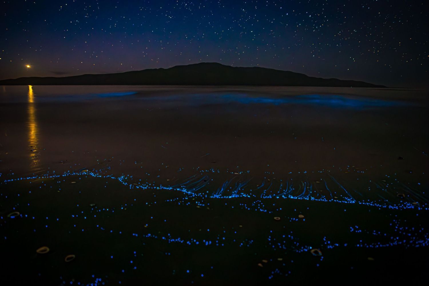 Glowing blue bioluminescent waves crash along a dark shoreline at night under a starry sky.