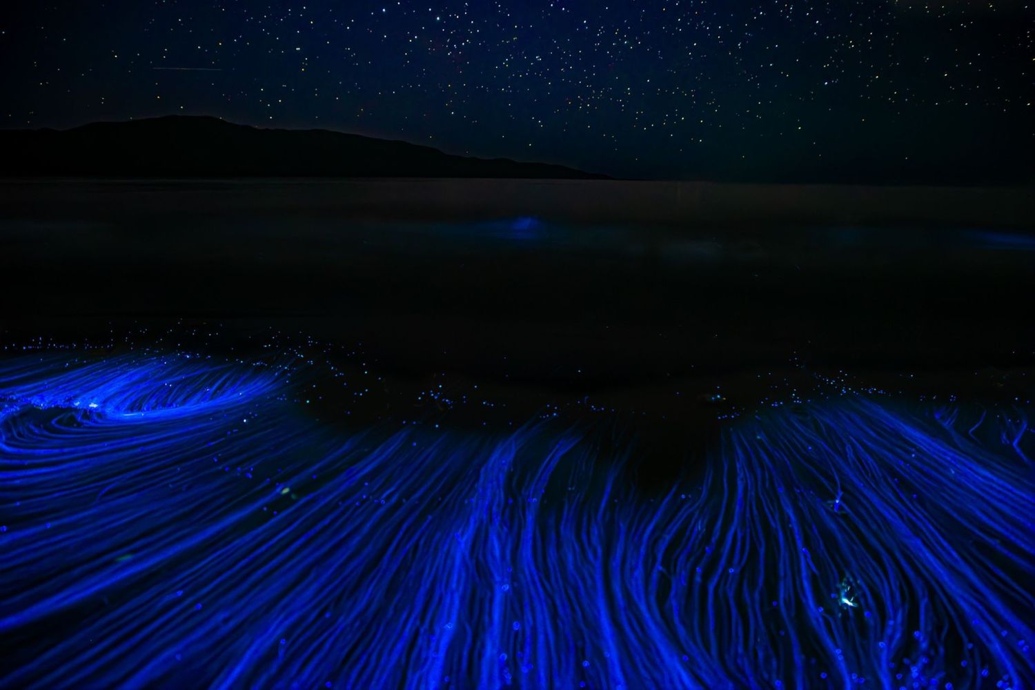 Stunning blue bioluminescent waves crash along a dark beach shoreline at night creating a magical natural light display.