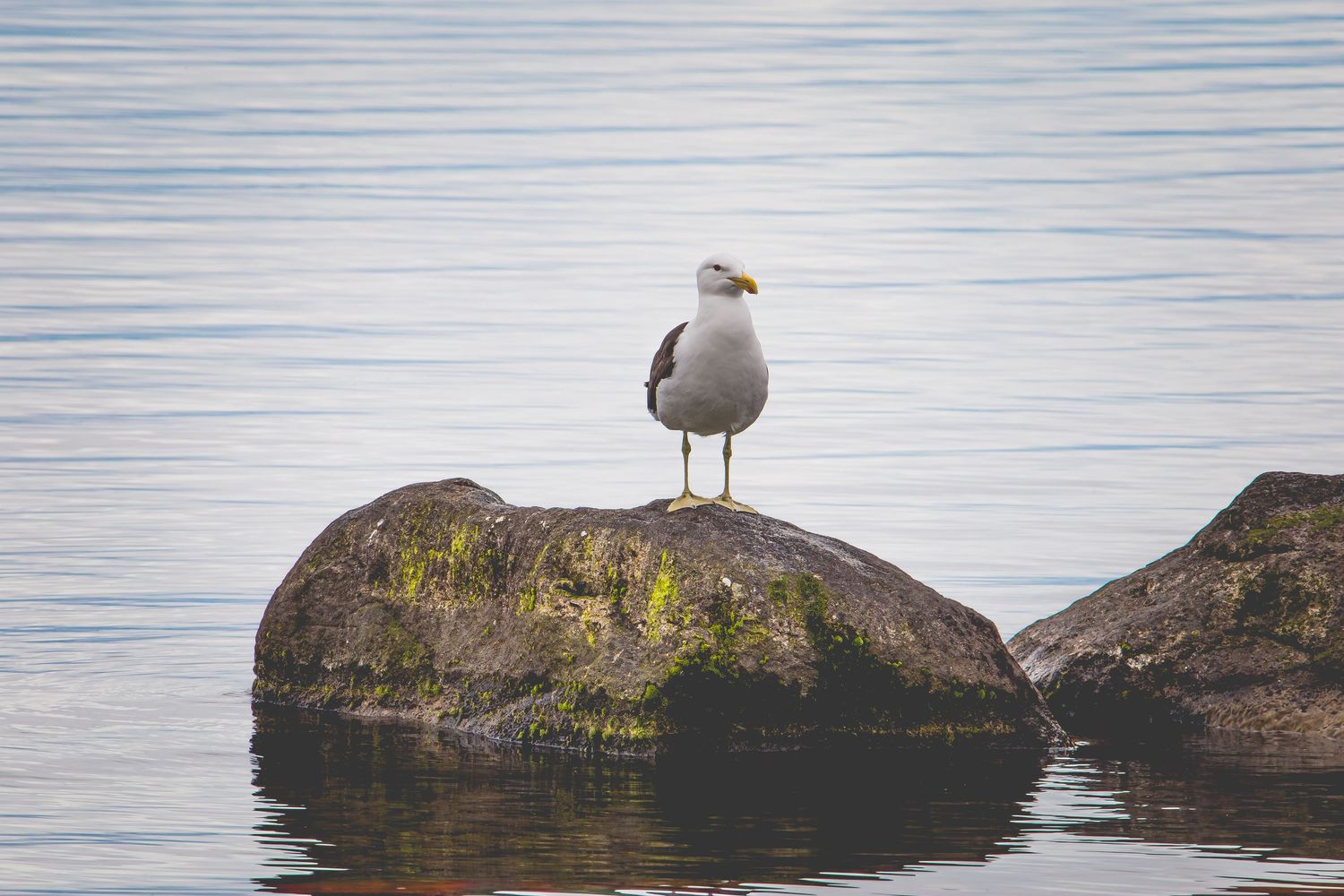 A seagull perches atop a large rock formation in the calm ocean waters.