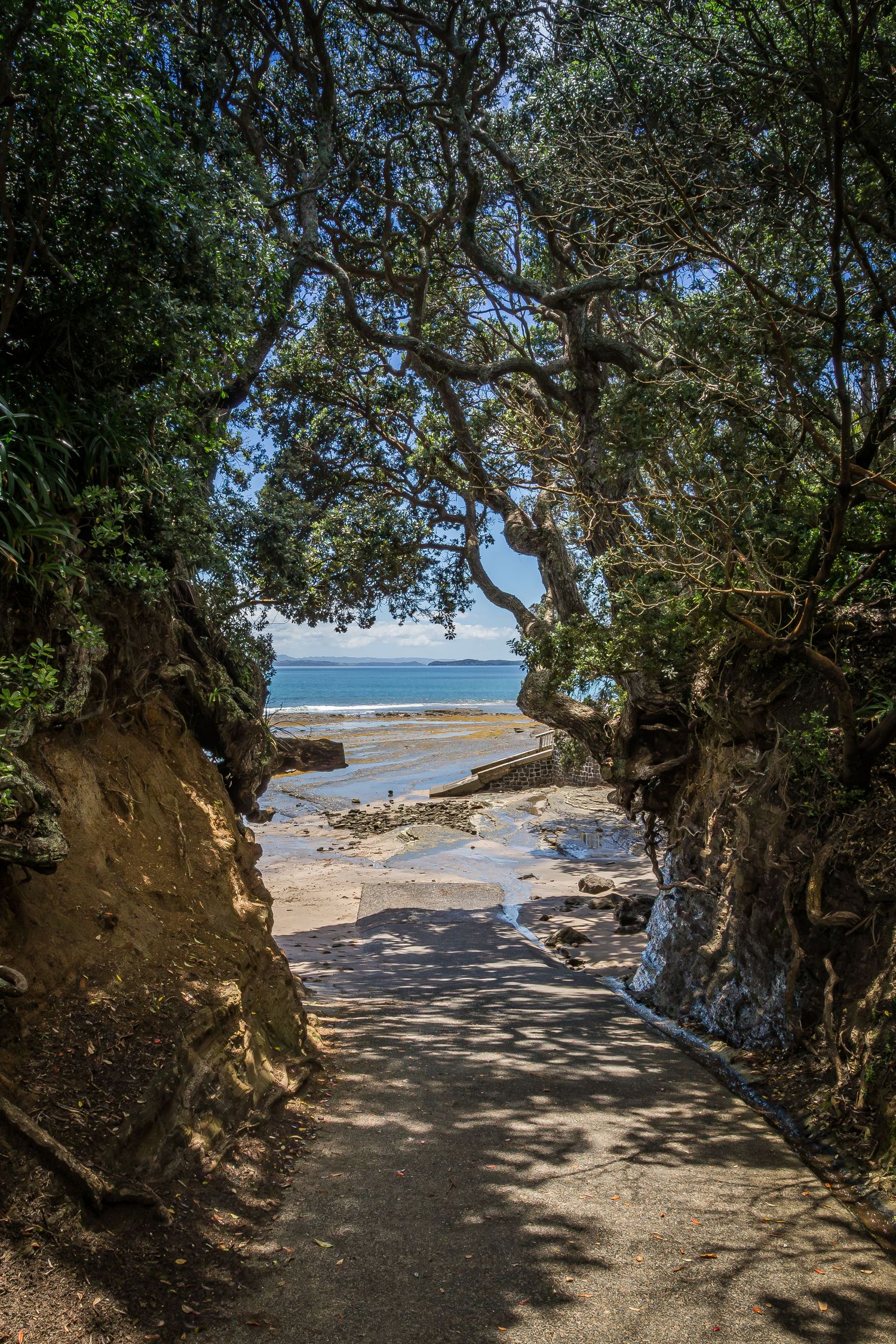 A winding dirt path through coastal trees leads to a sunny beach with ocean views and scattered driftwood.