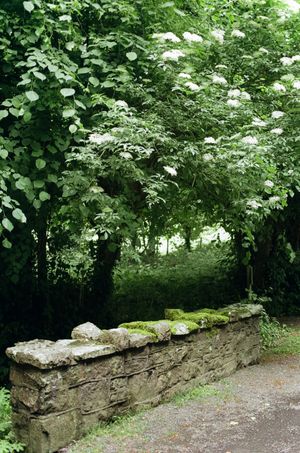 A rustic stone wall covered in moss beneath flowering white elderberry bushes along a garden path.