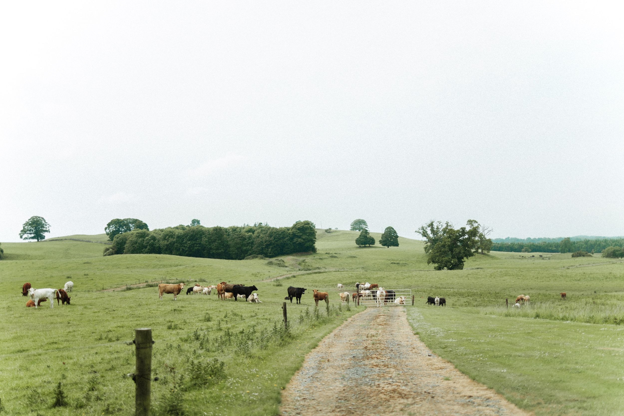 Cows and horses grazing on a green pasture along a dirt road on an overcast day.