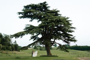 A grand cedar tree stands majestically on a sloping lawn with two figures in white embracing beneath its branches.