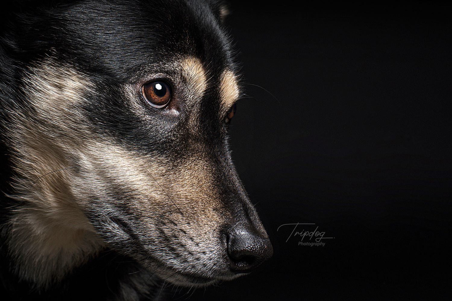 Dog Portrait Close-up, Red Deer Alberta Photographer