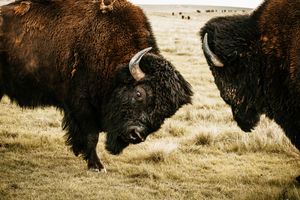 Wild American bison thundering across golden prairie grass in dramatic golden light during autumn season.