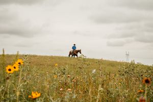 Horse rider on hilltop among wildflowers under cloudy sky.