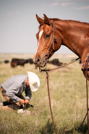 Beautiful chestnut horse with white blaze stands in grassy field while someone tends to the ground in background.