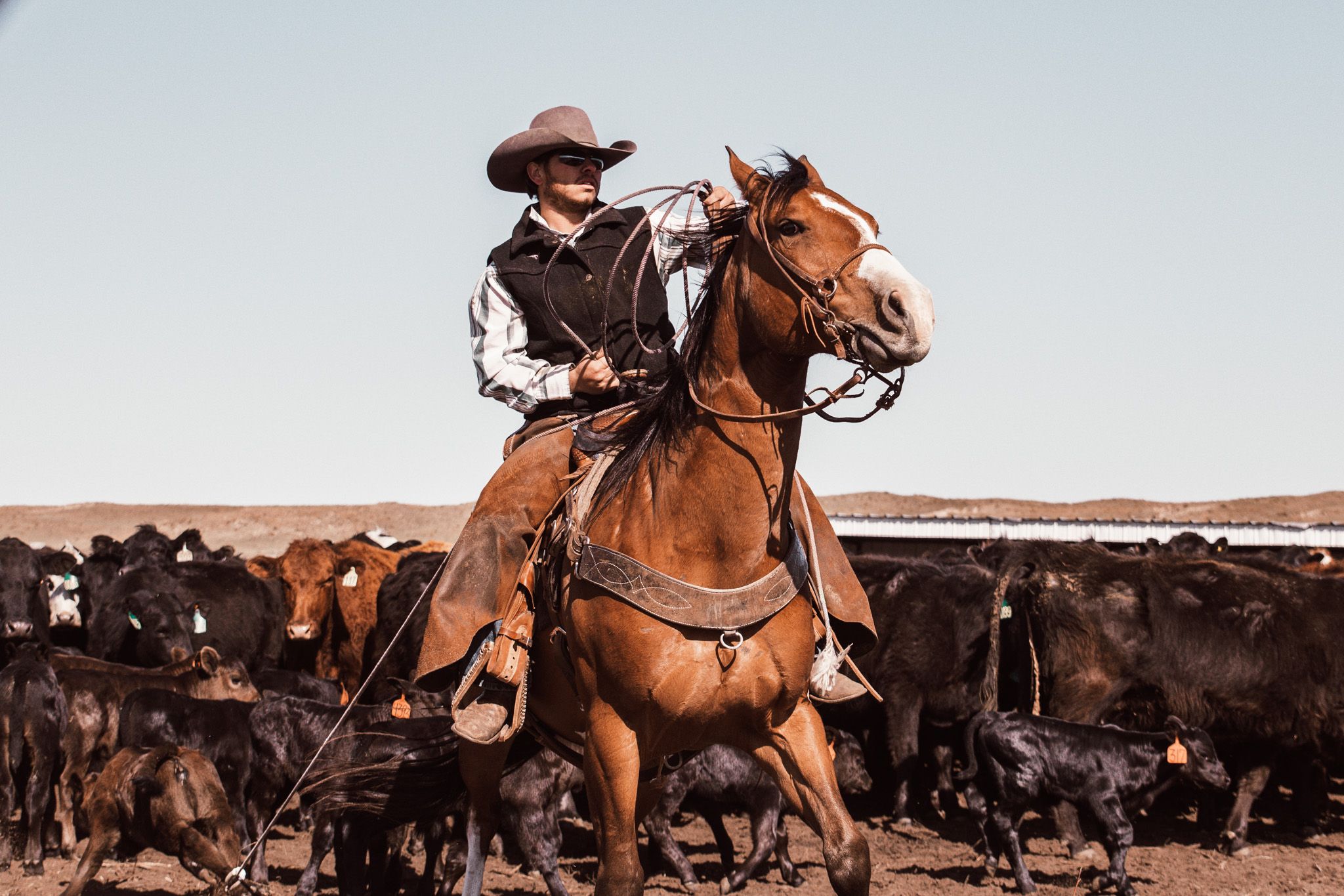 Cowboy herding cattle on horseback against herd of black cows.