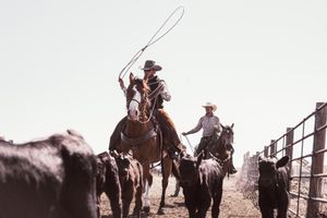 Cowboys on horseback working with cattle near fence line in vintage style photograph.