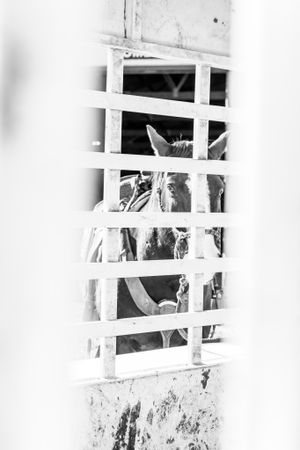 Black and white view of a horse peering through wooden stable bars.