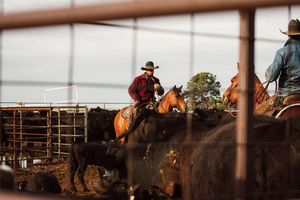 A group of riders compete in a rodeo event during an evening competition in an outdoor arena.