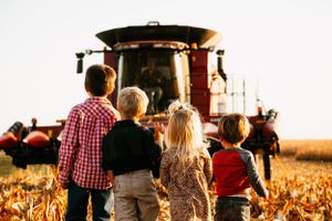 Children watching a combine harvester in a cornfield at sunset.