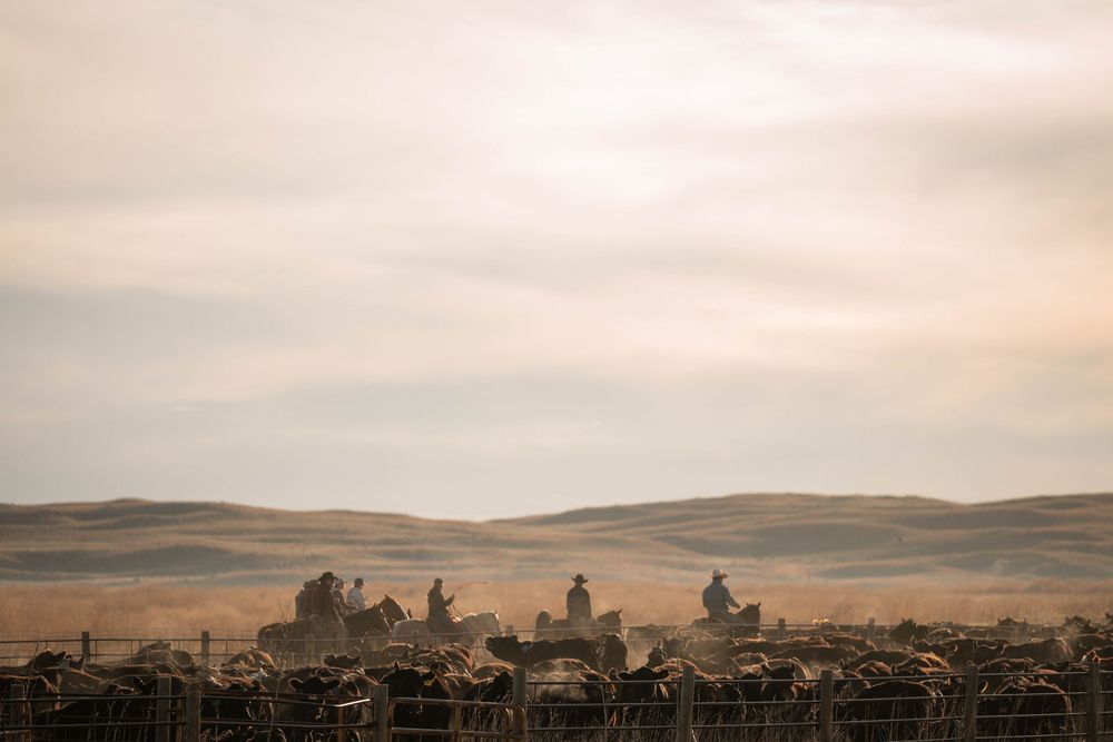 Cowboys on horseback herding cattle across vast open plains under a dramatic cloudy sky at dusk.
