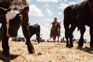 A rider on horseback viewed through the legs of cattle on a sun-dried ranch field under blue skies.