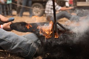 Close-up of a large animal being roasted over an open fire outdoors at a traditional barbecue event.