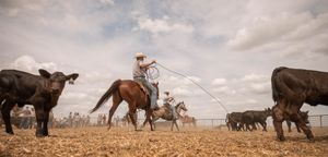 Cowboy on horseback roping black cattle in a dusty ranch pen under a cloudy sky.