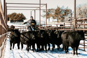 A person on horseback herds black Angus cattle through a snowy ranch corral in winter.