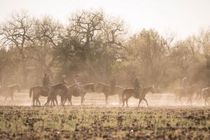 Cowboys on horseback herd horses through a misty, dusty field with bare trees in the background.