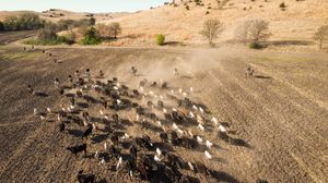 Aerial view of a cattle herd being driven across a dusty field by cowboys on horseback in rural grasslands.