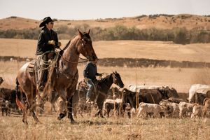 Cowboy on horseback herding cattle across open grassland plains in a classic Western ranch scene.
