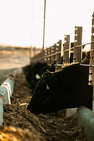 Black cattle lined up at feeding troughs on a farm during sunset.