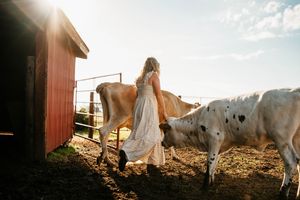 A person in a white dress walks between brown and white cattle near a red barn during sunset.