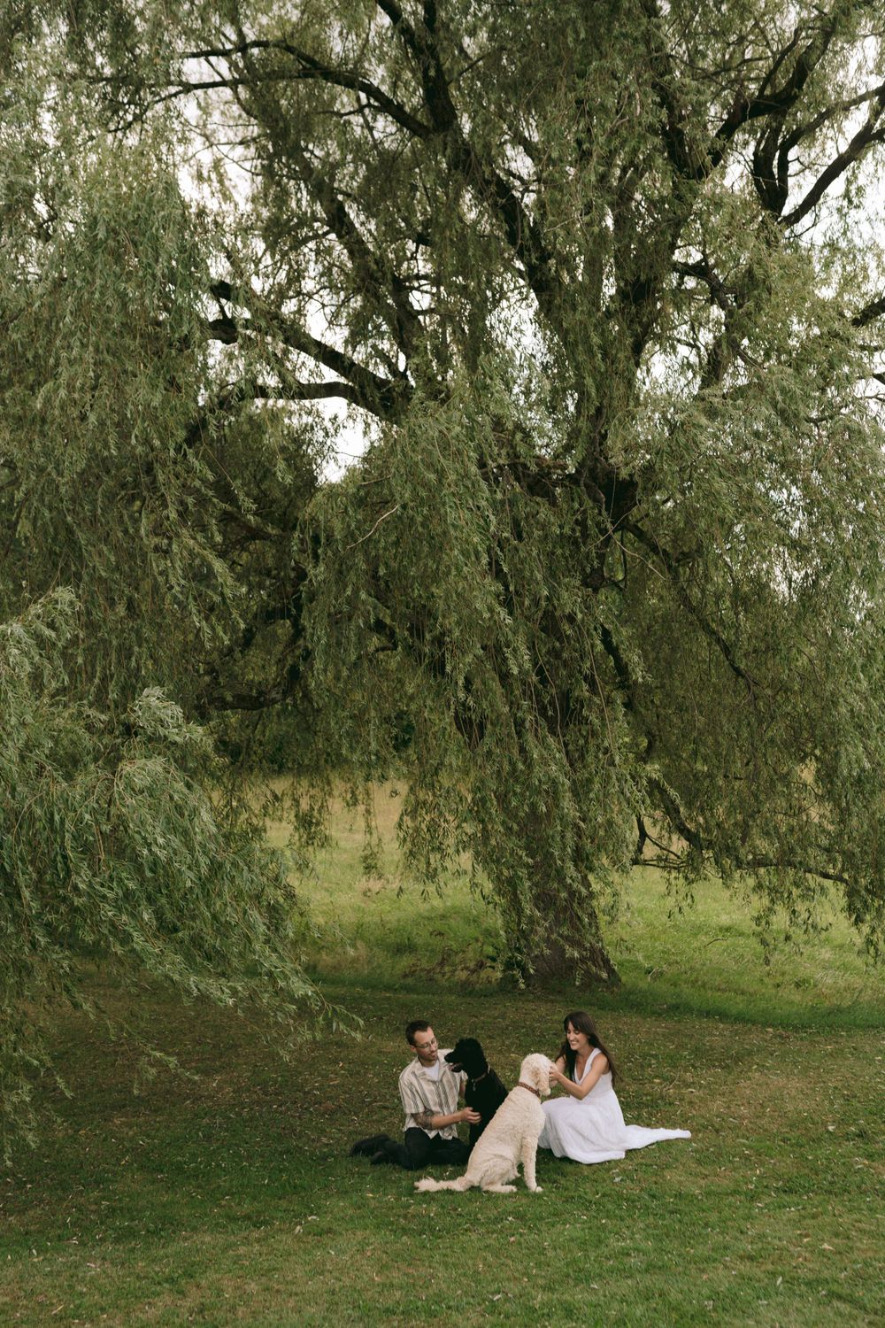 Couple sits under a large weeping willow tree with their white dog on a peaceful green lawn.