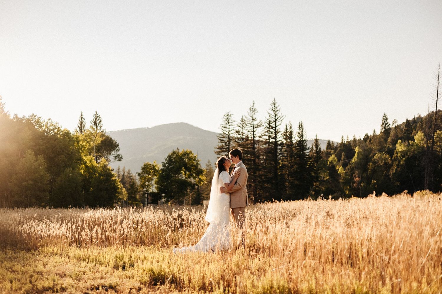 A golden wheat field glows in warm sunlight with evergreen trees and mountains in the background at sunset.