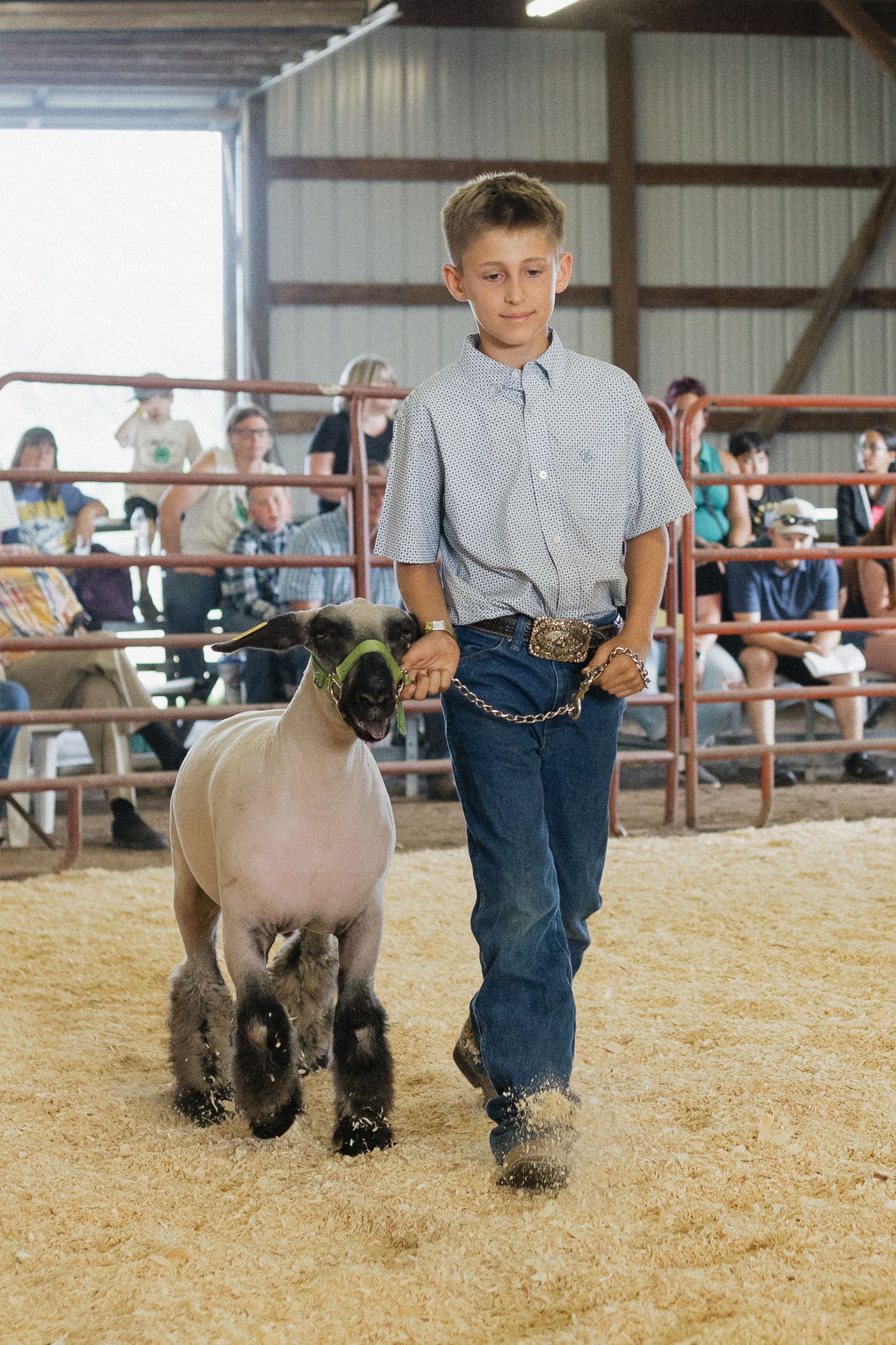 4-H Market Livestock Auction at Washington County Fair, Lake Elmo, MN