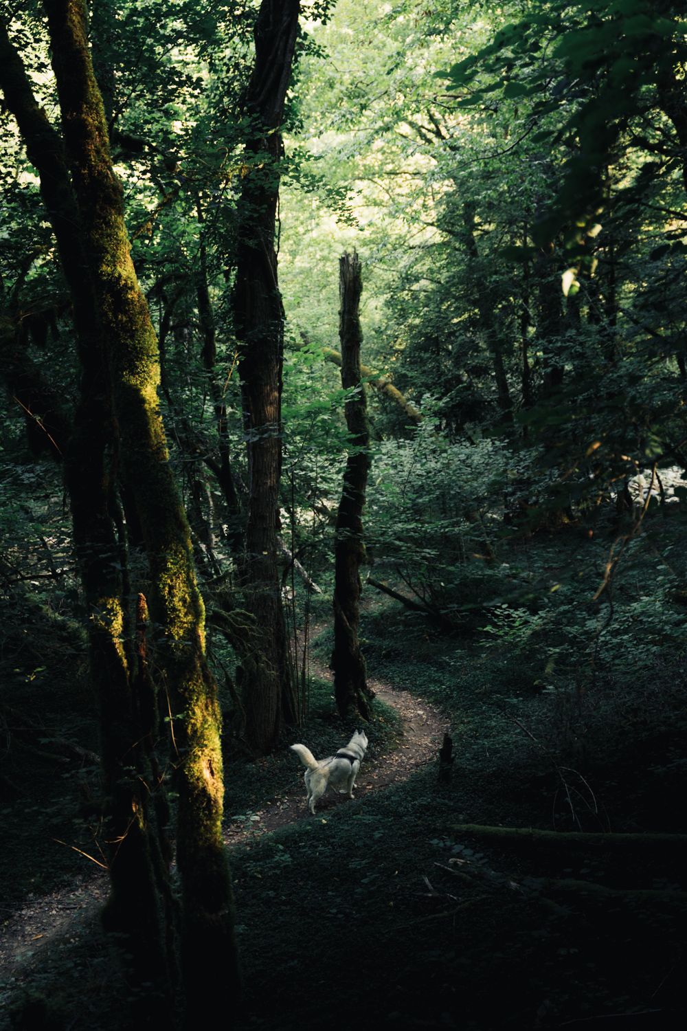 balade en foret chambéry